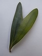 ｈeartshaped olive leaf.JPG