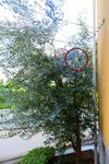 Beforer-the-olive2-pruning.jpg
