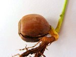 Bud-of-the-acorn1.jpg