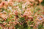 Cedar-pollen.jpg