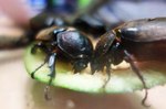 Female-beetle.jpg