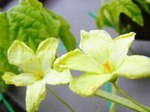 Flower-of-the-bitter-gourd.jpg