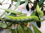 Green-caterpillar.jpg