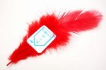 Red-feather.jpg