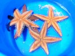 Starfish.jpg