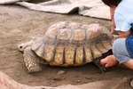 Tortoise-130601.jpg