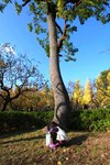 Under-the-tree-of-oak.jpg