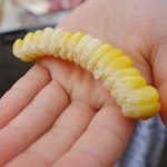 connected-corn.jpg