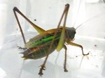 grasshopper.jpg