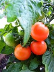 mini-tomato.jpg