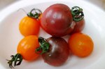 mini-tomato.jpg