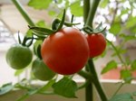mini-tomato0711.jpg
