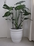 monstera1.JPG