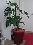 monstera2.JPG