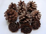 pinecone-in-Kehi-major-shri.jpg