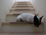 pou-stairs-bed.jpg