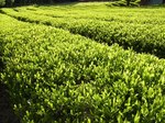 tea-plantation1.jpg