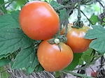 tomato.JPG