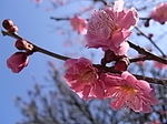 ume-pink.JPG