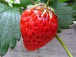wild-strawberry1.jpg