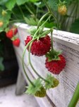 wild-strawberry2.jpg